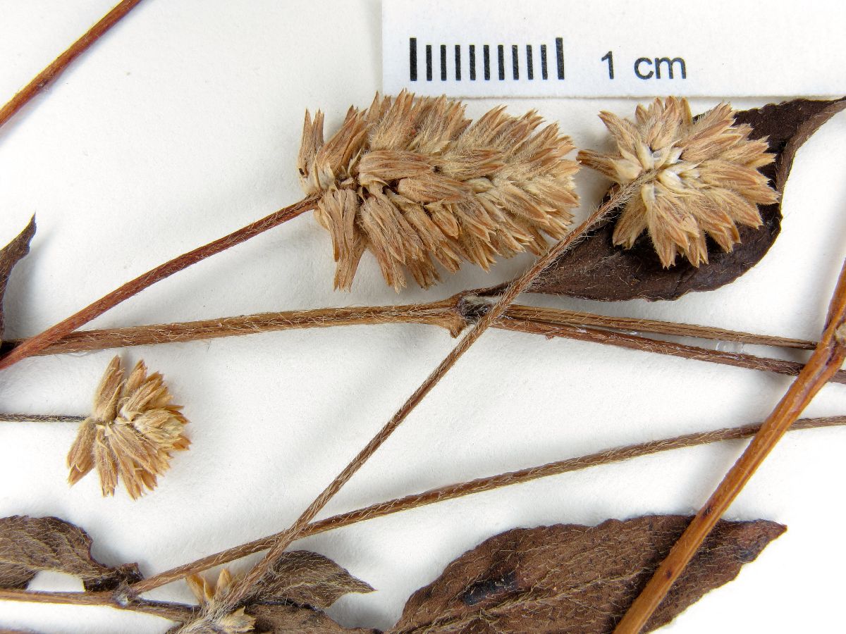 Alternanthera bahiensis image