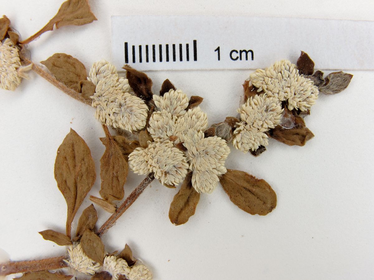 Alternanthera ficoidea subsp. chacoensis image