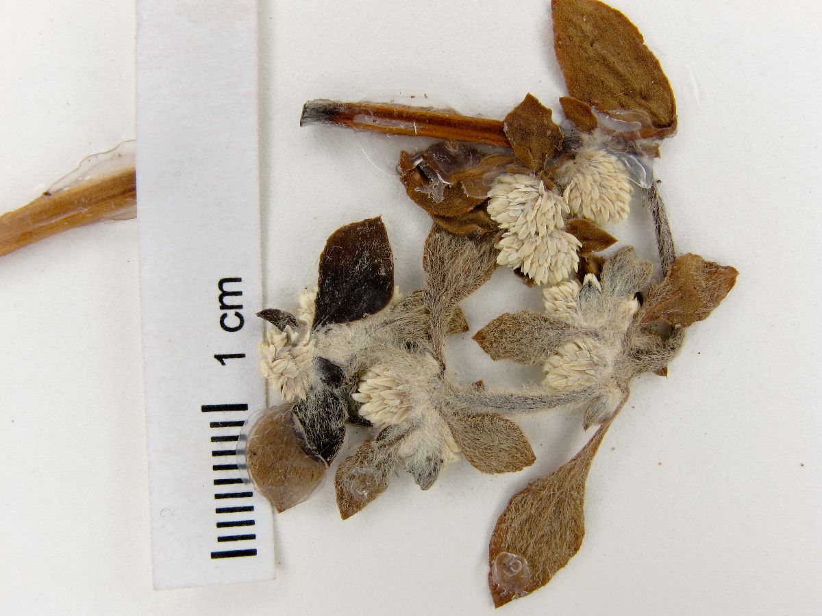 Alternanthera ficoidea subsp. chacoensis image