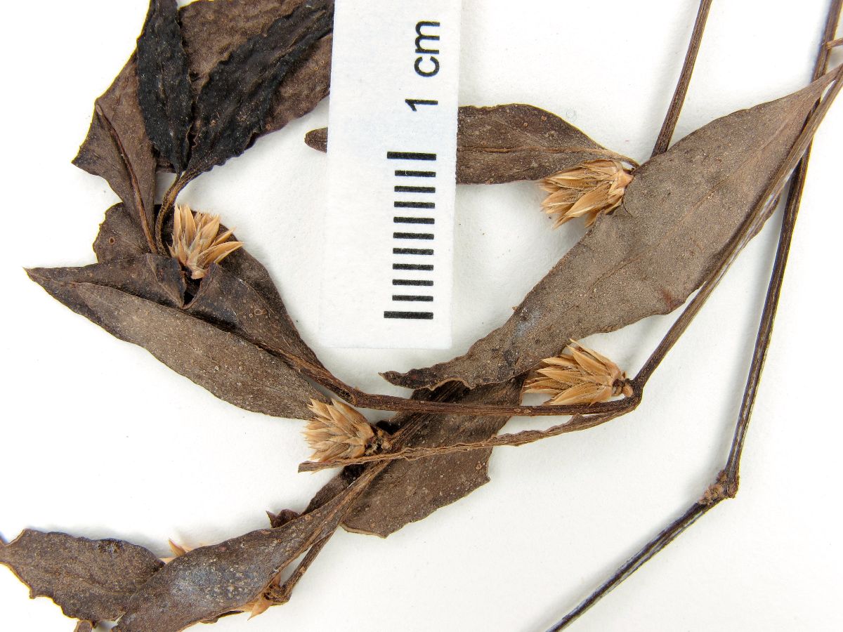 Alternanthera kurtzii image