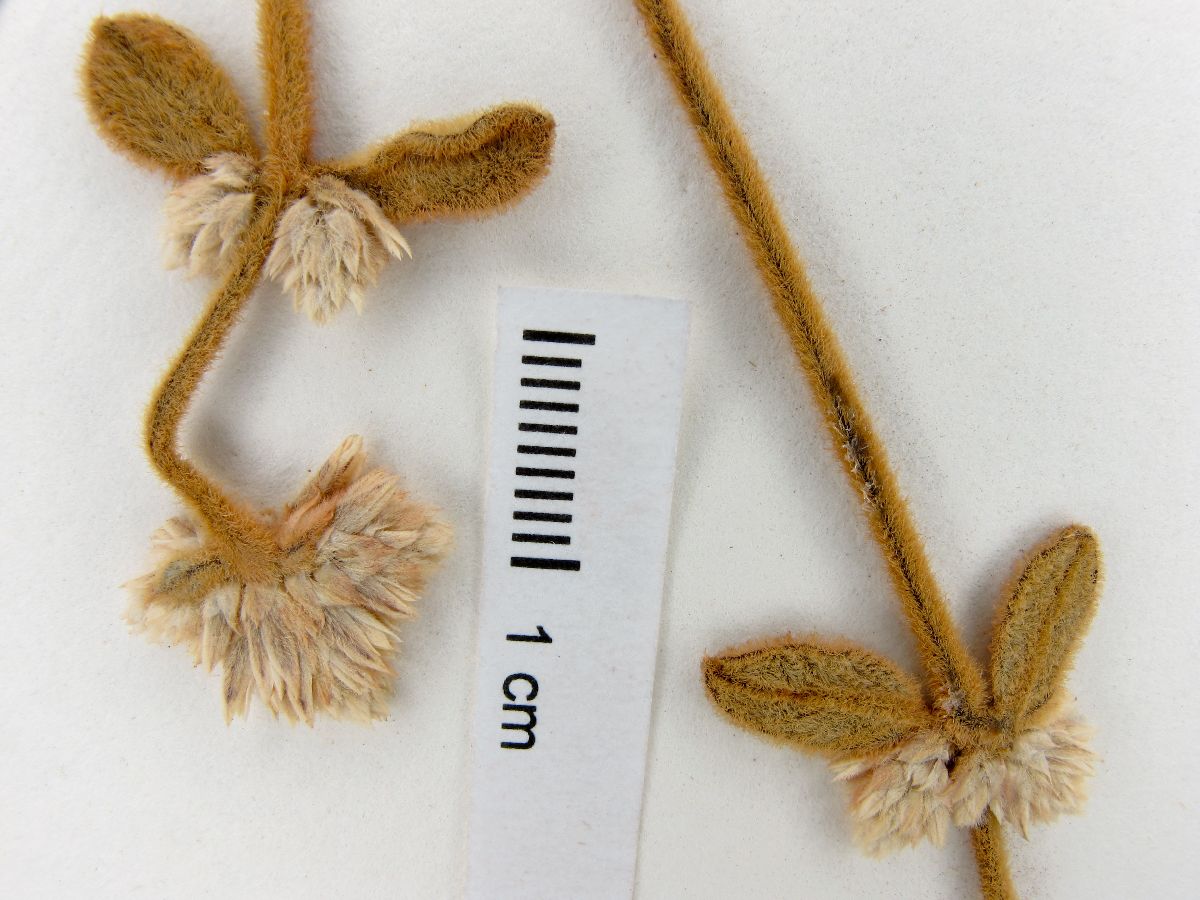 Alternanthera markgrafii image