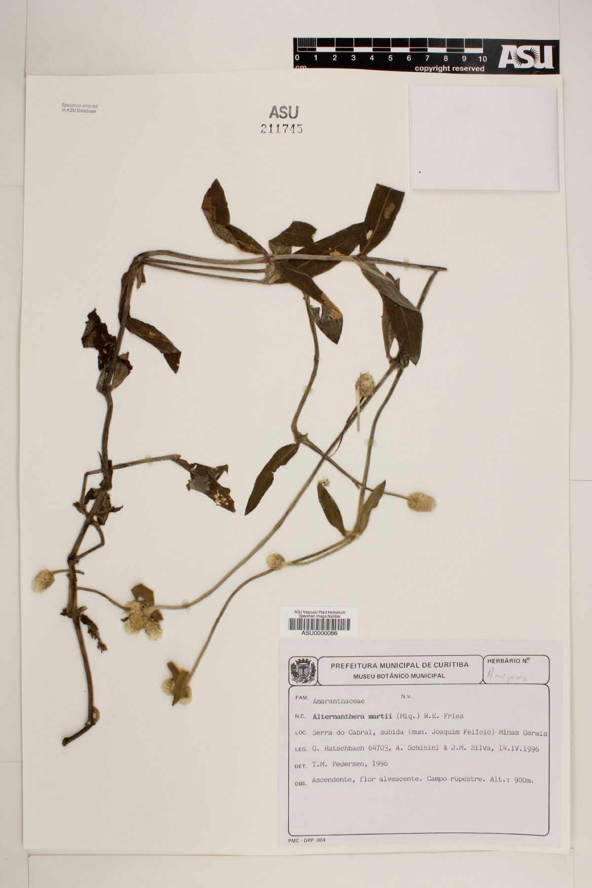 Alternanthera martii image