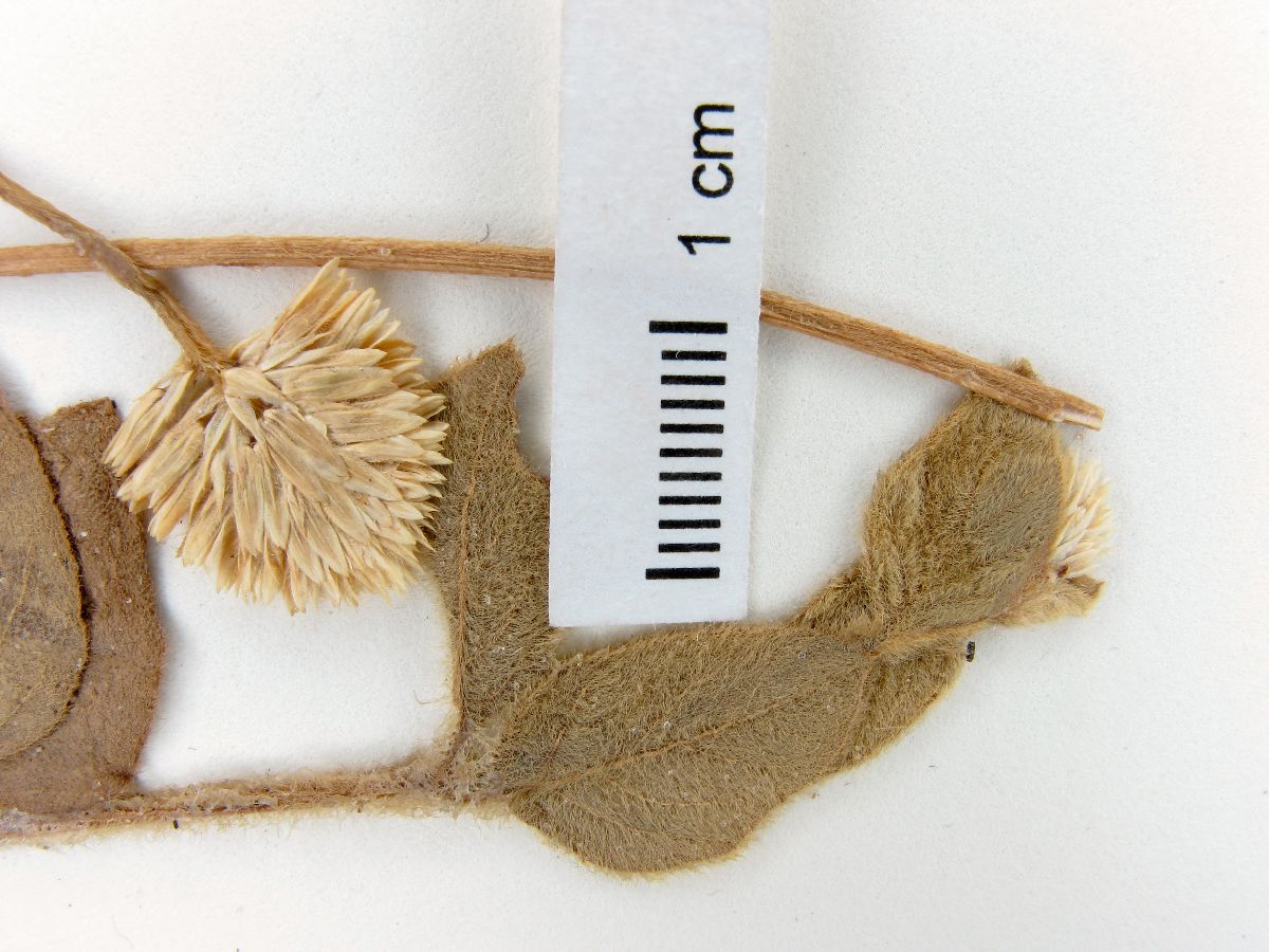 Alternanthera moquinii image