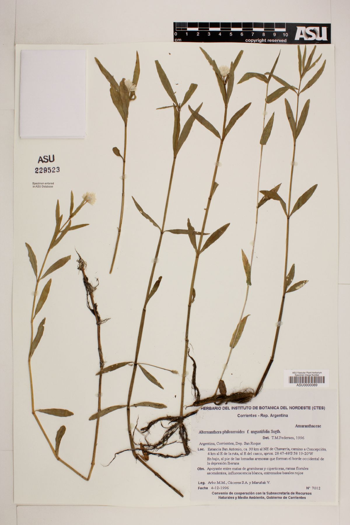 Alternanthera philoxeroides f. angustifolia image