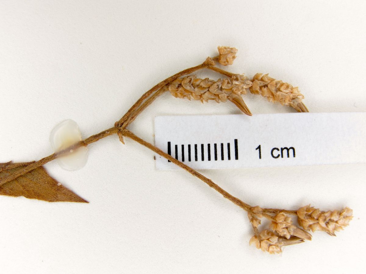 Alternanthera rufa image