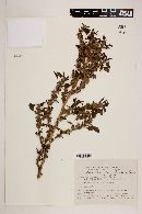 Amaranthus standleyanus image