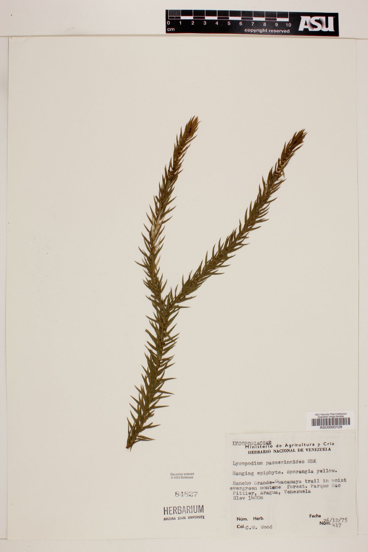 Lycopodium passerinoides image