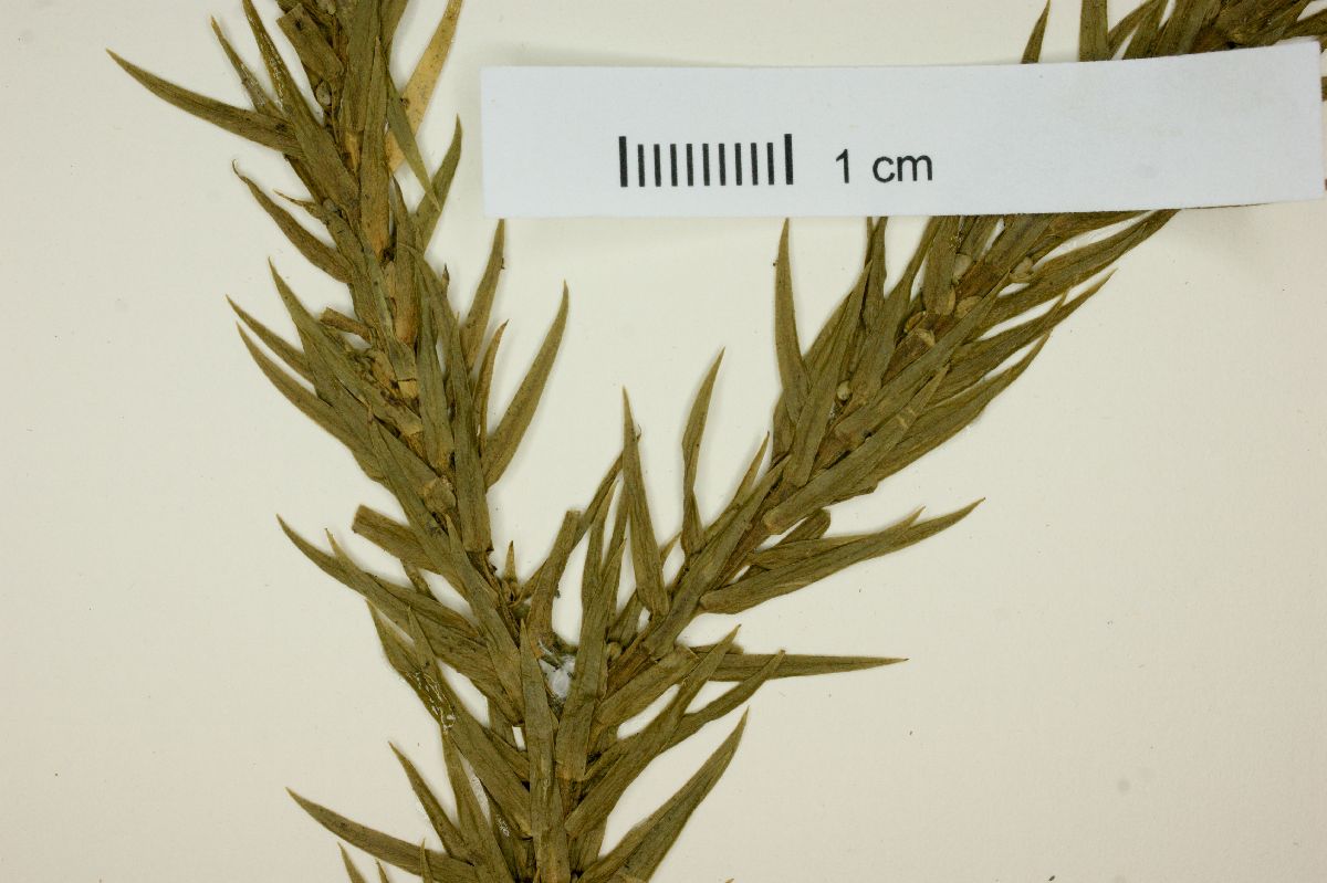 Lycopodium passerinoides image