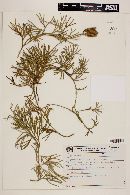 Diphasiastrum thyoides image