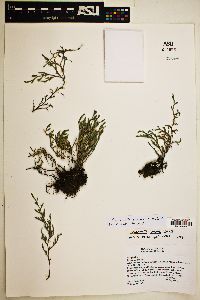 Selaginella arsenei image