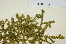 Selaginella kraussiana image