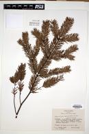 Abies religiosa image