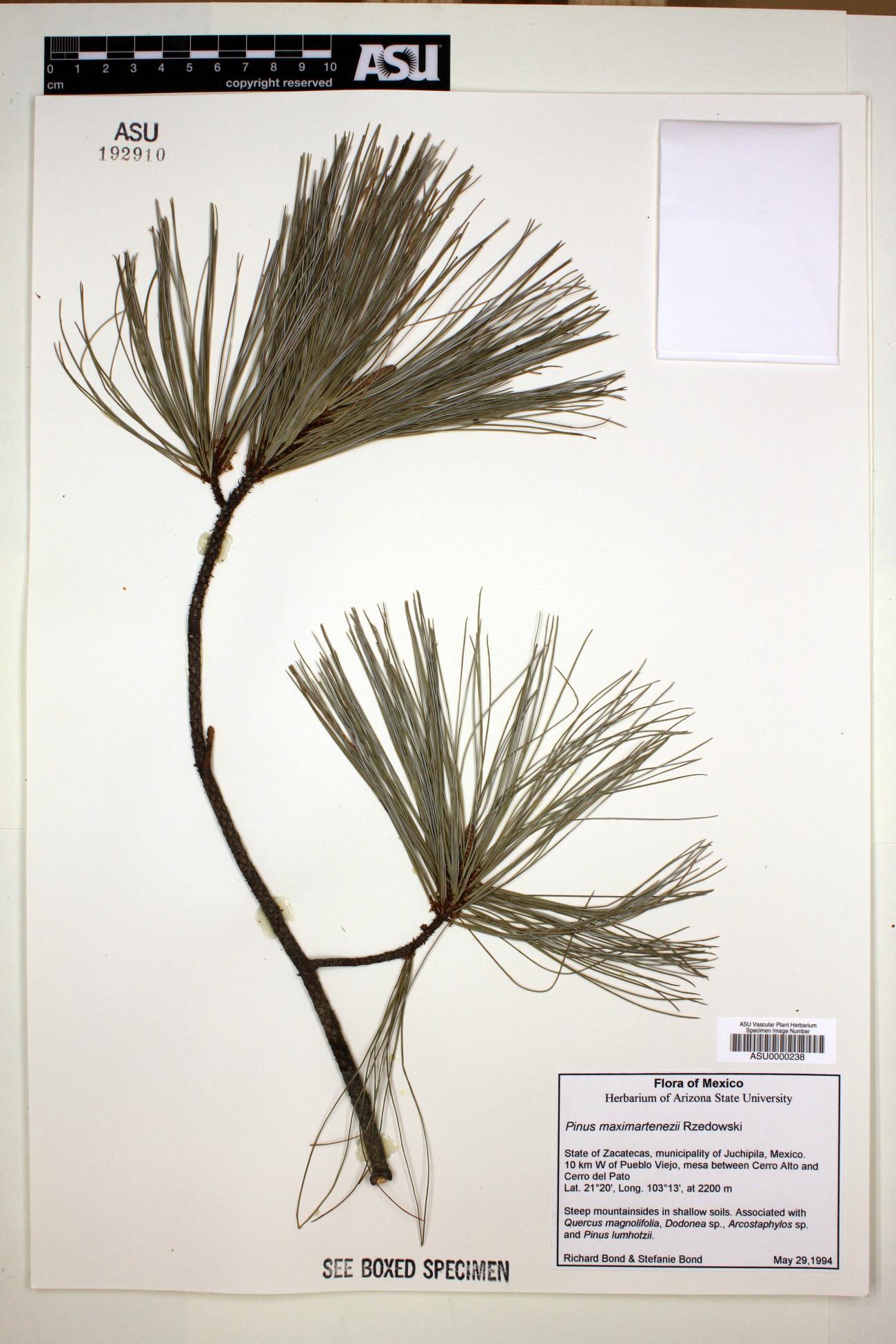 Pinaceae image
