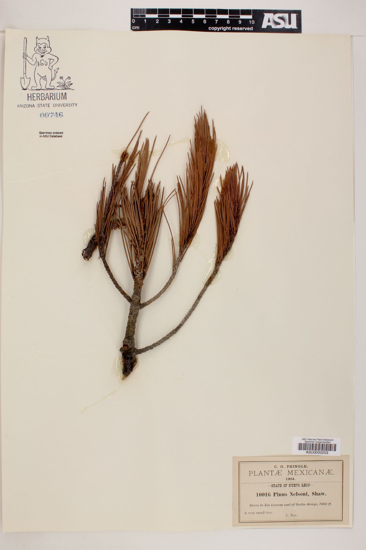 Pinus nelsonii image
