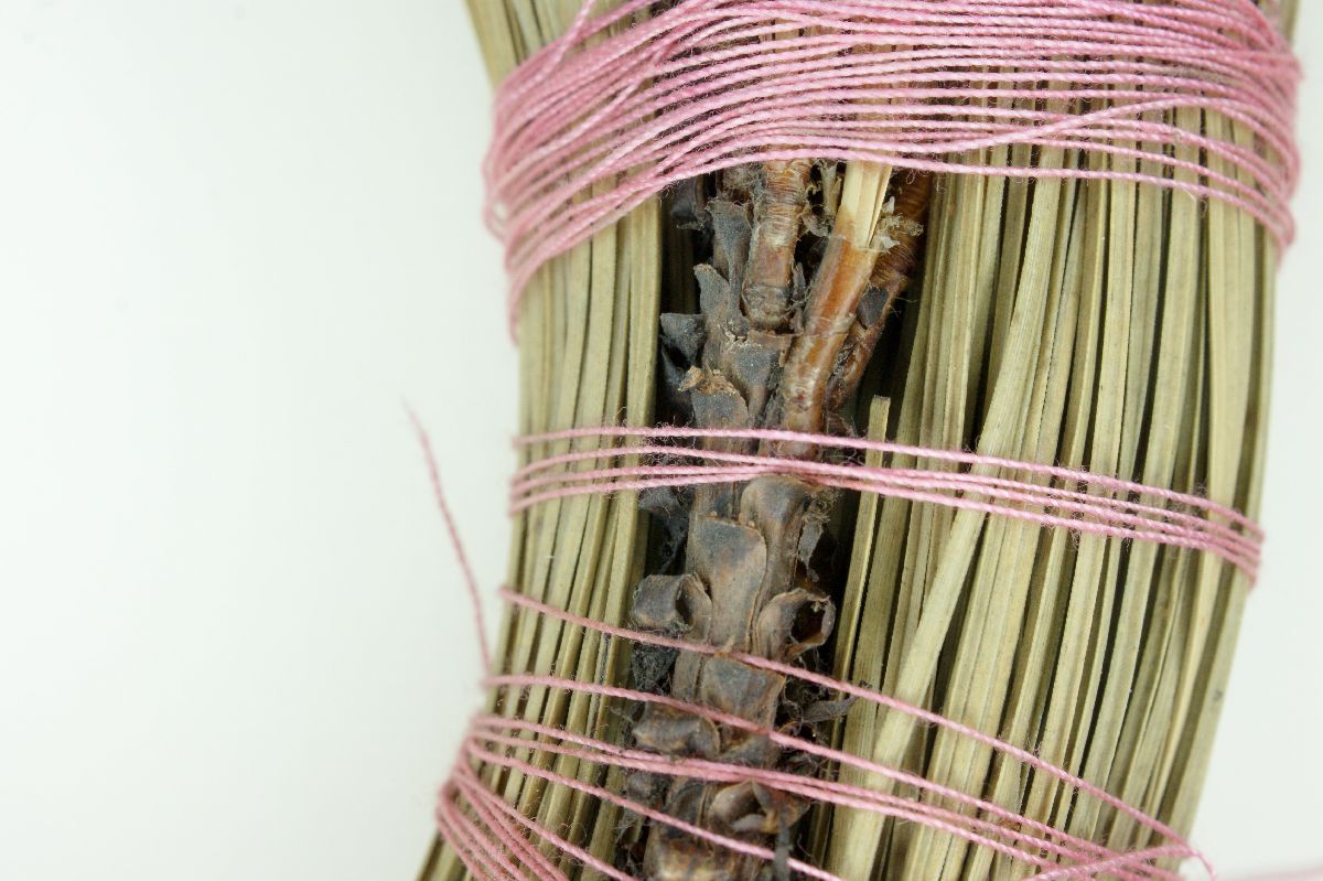 Pinus rudis image