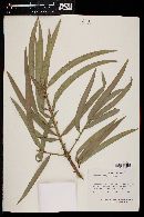 Podocarpus matudae image