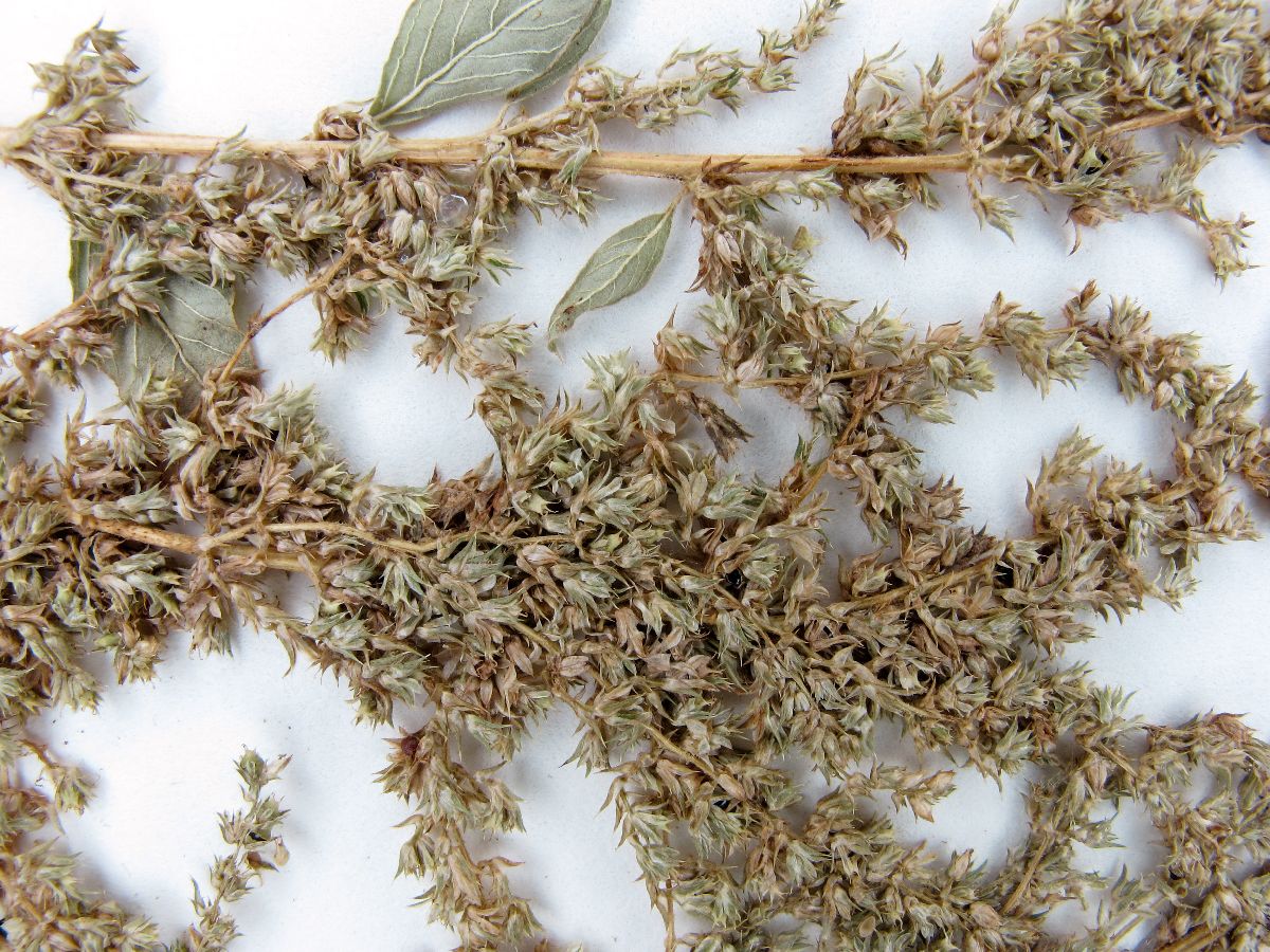 Amaranthus dubius image