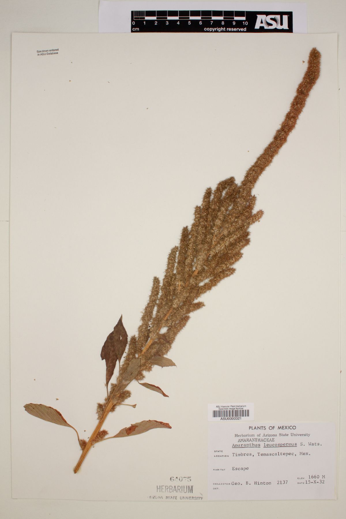 Amaranthus leucospermus image