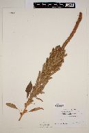 Amaranthus leucospermus image