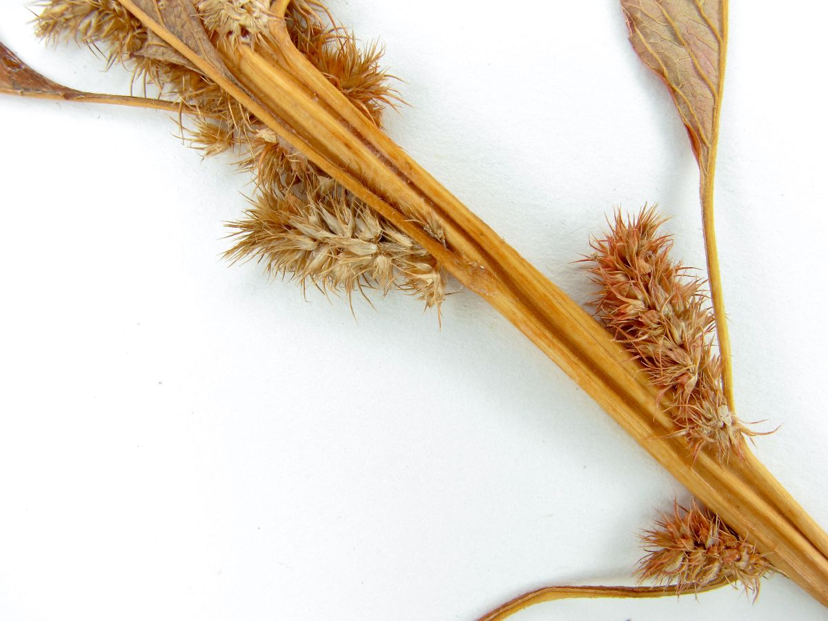 Amaranthus leucospermus image