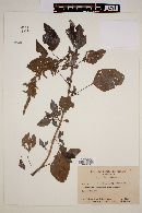 Amaranthus quitensis image