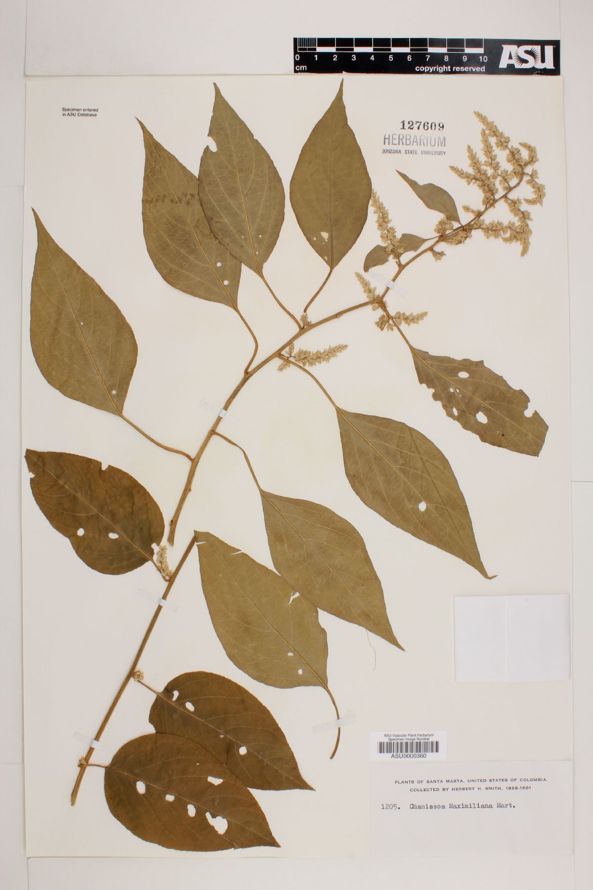 Chamissoa acuminata var. maximiliani image