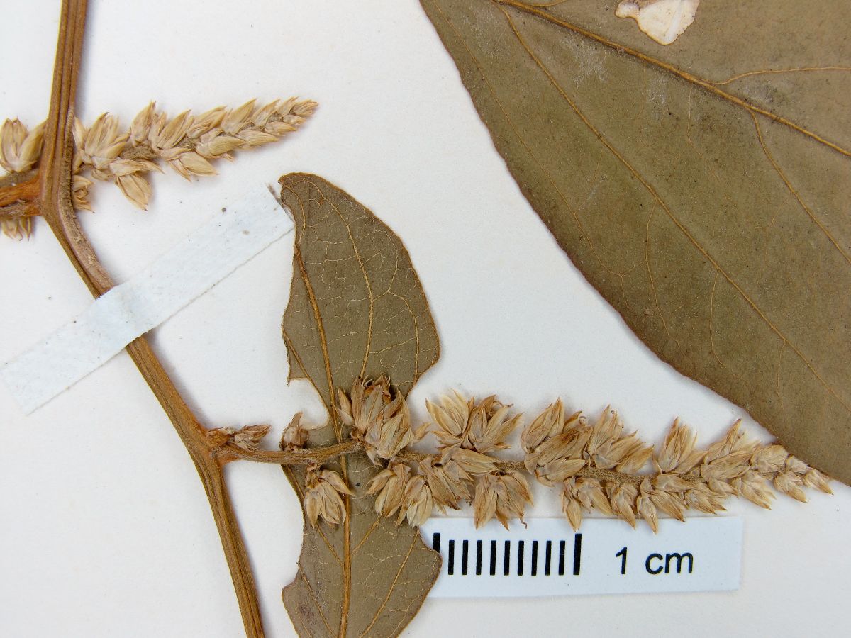 Chamissoa acuminata var. maximiliani image
