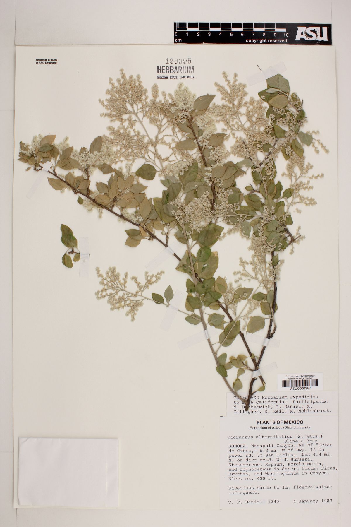 Dicraurus alternifolius image
