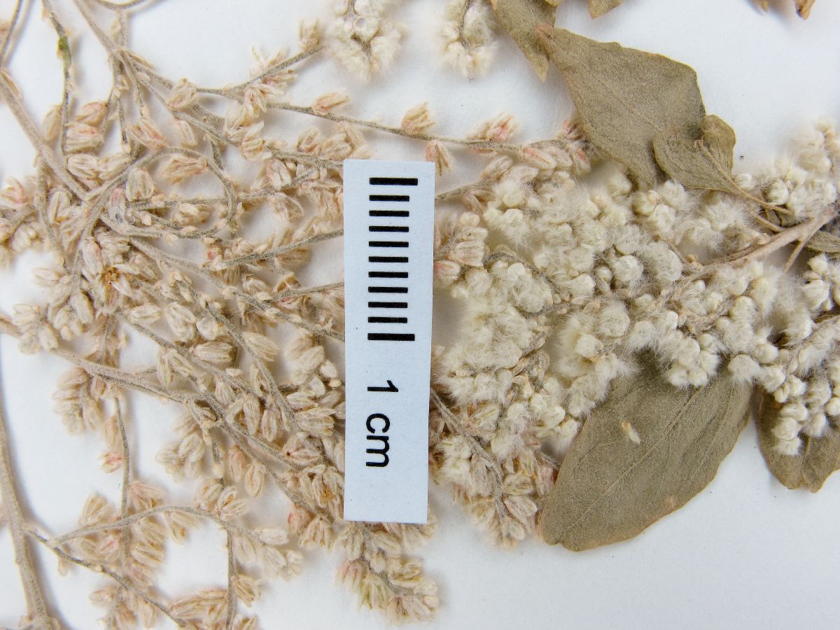 Dicraurus alternifolius image