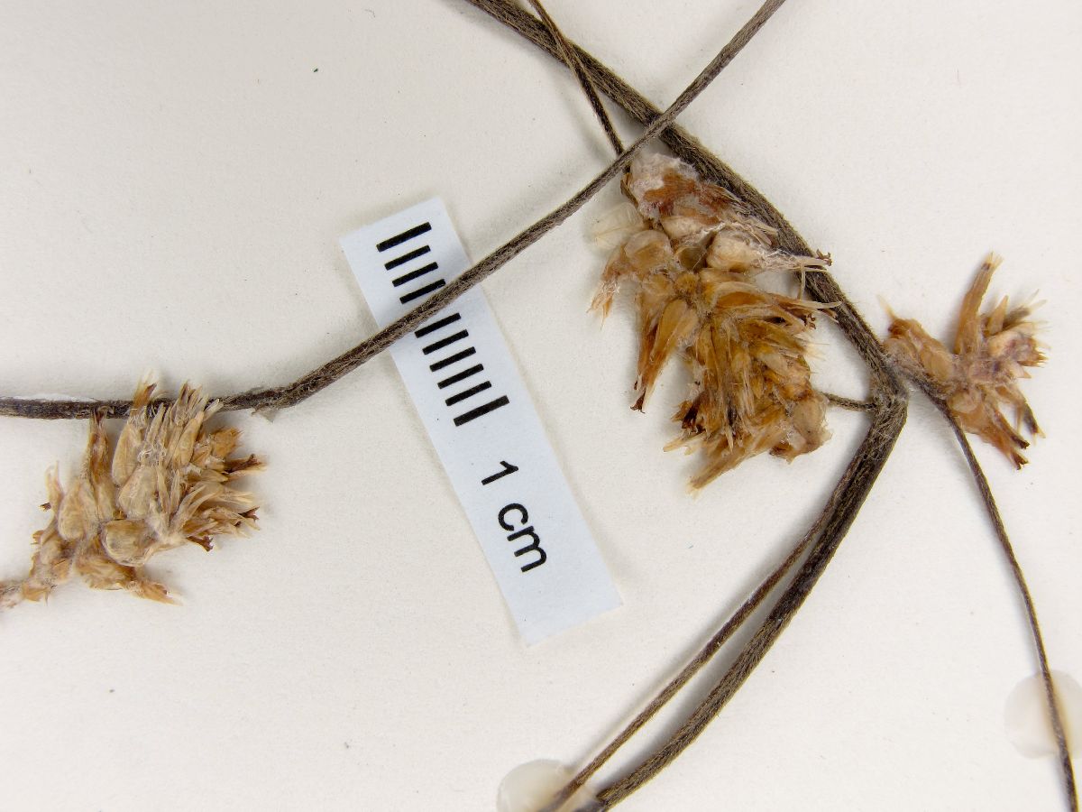 Froelichia humboldtiana image
