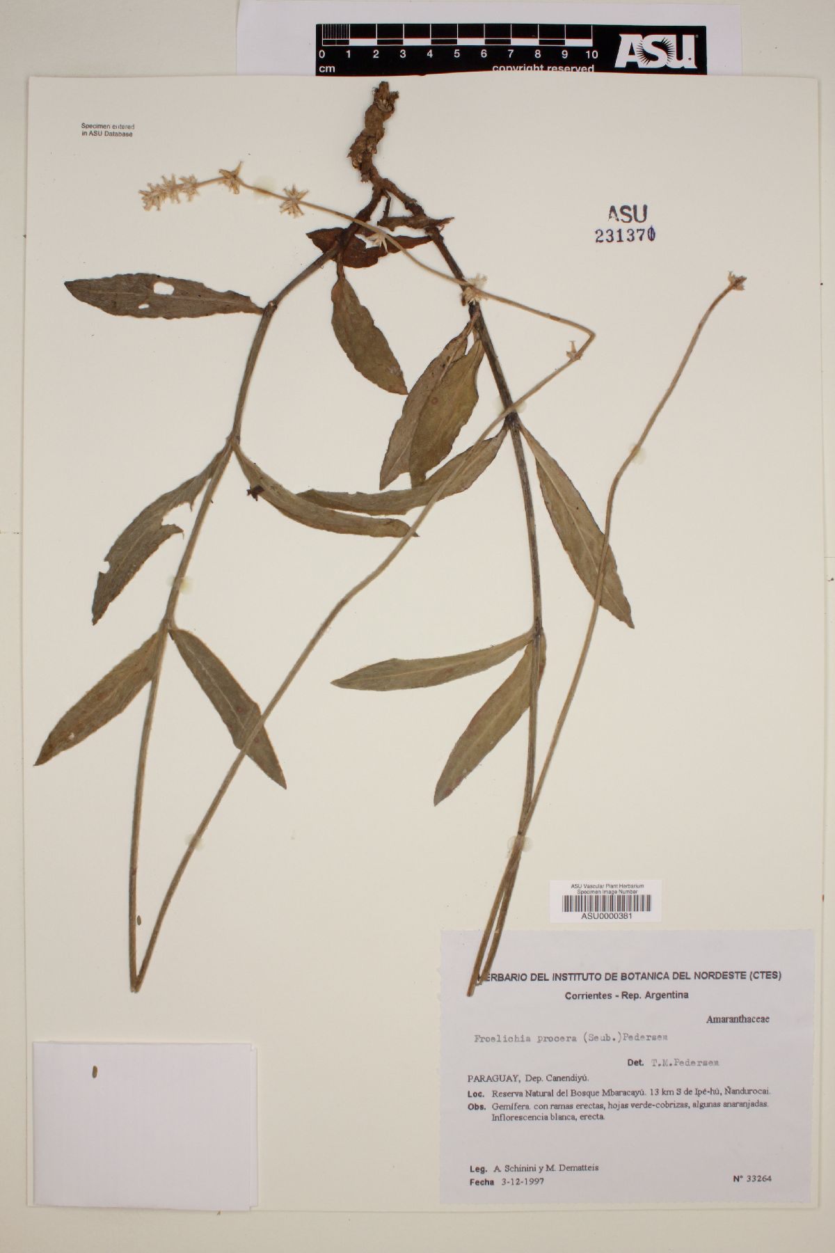 Froelichia procera image
