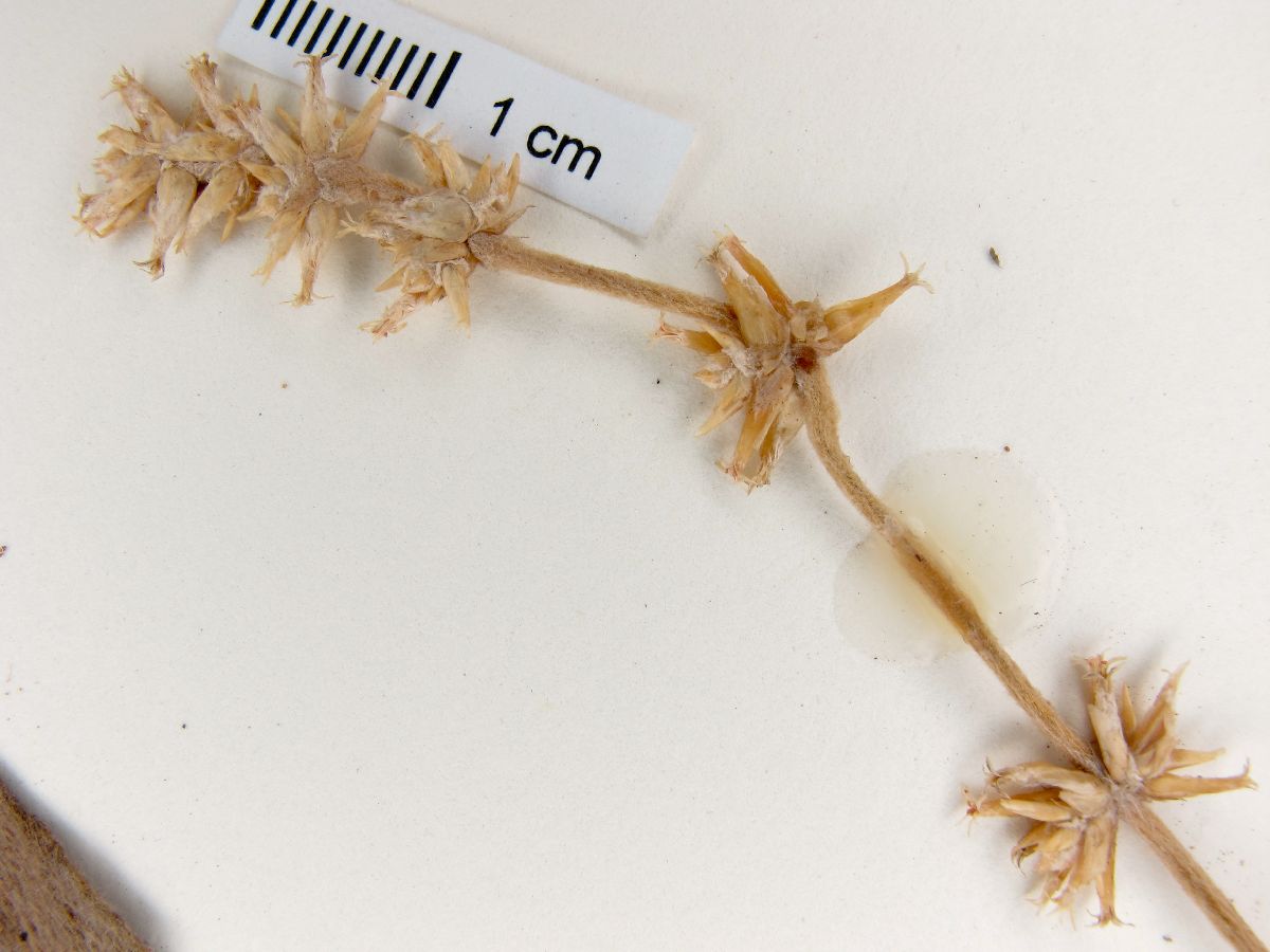 Froelichia procera image