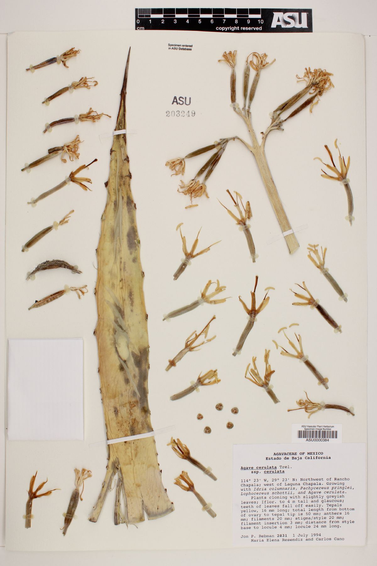 Agave cerulata image
