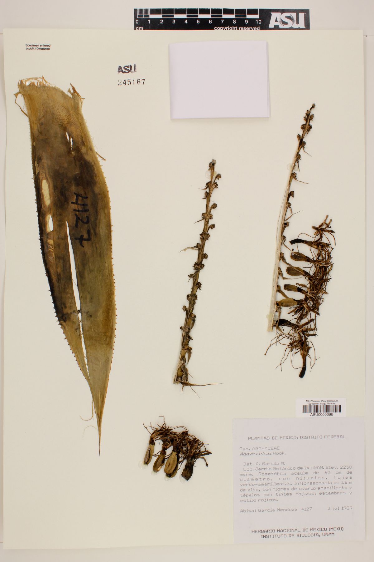 Agave mitis image