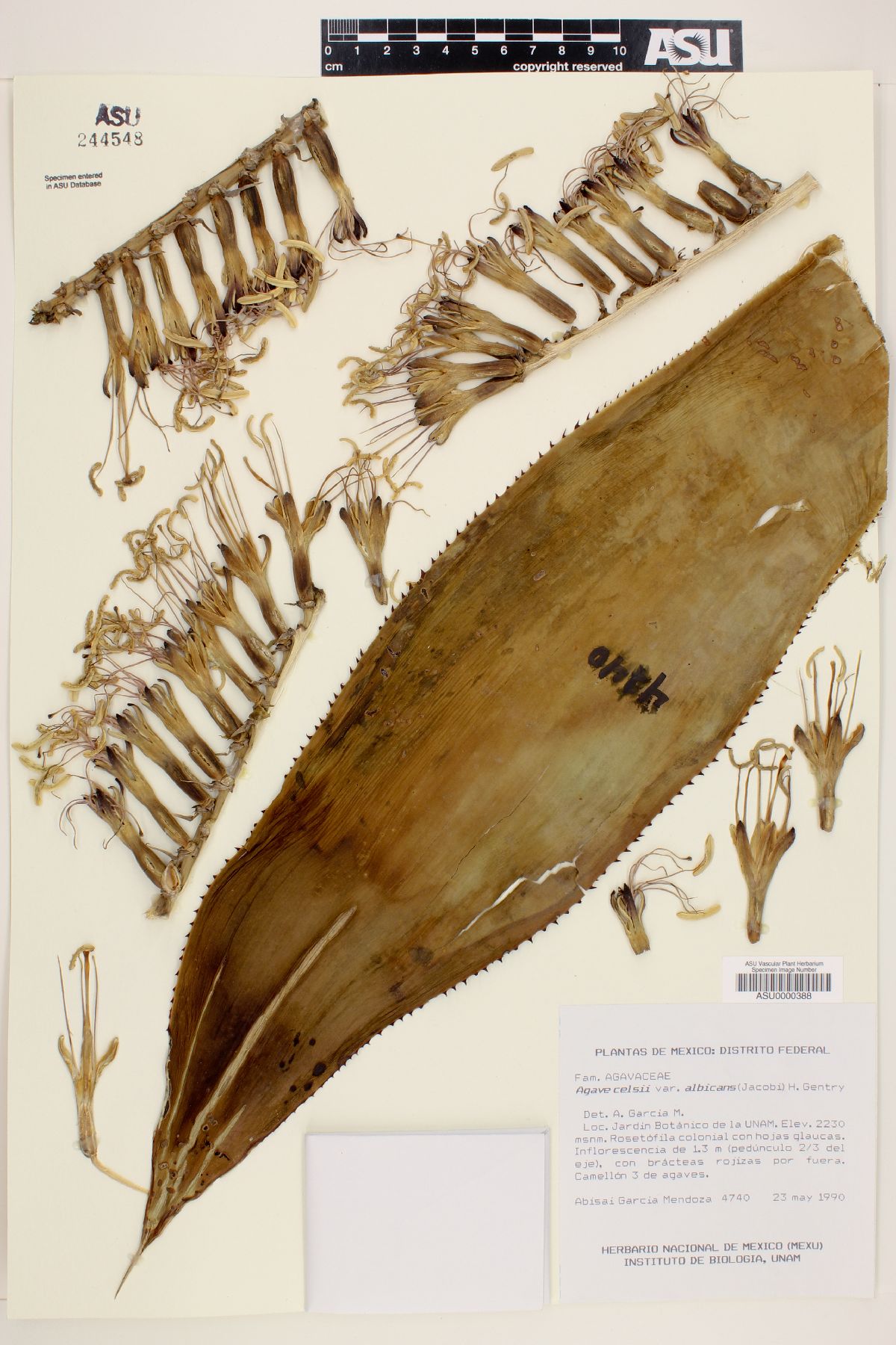 Agave mitis image