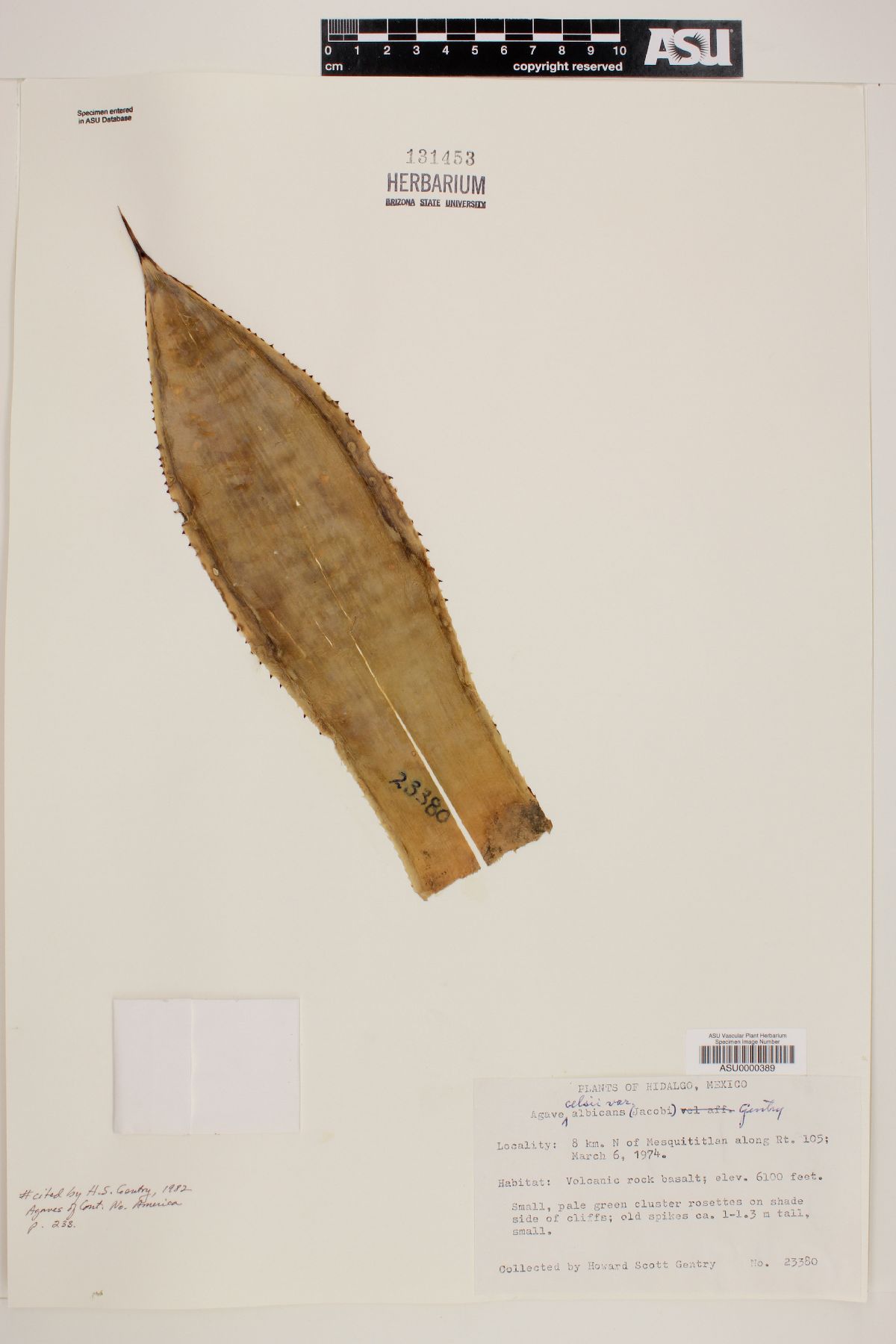 Agave mitis image