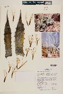 Agave cerulata subsp. subcerulata image