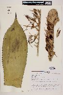 Agave chiapensis image