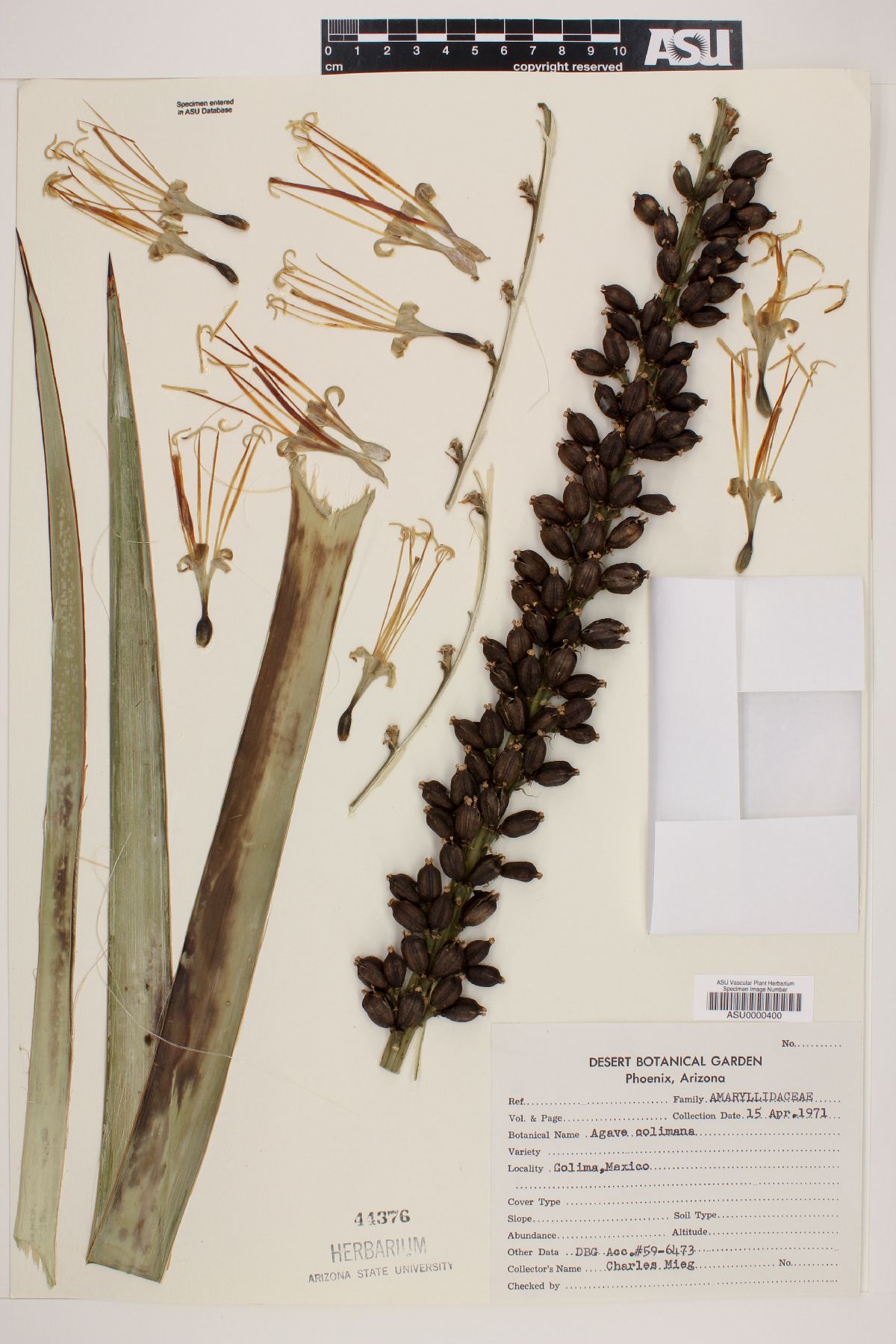 Agave colimana image