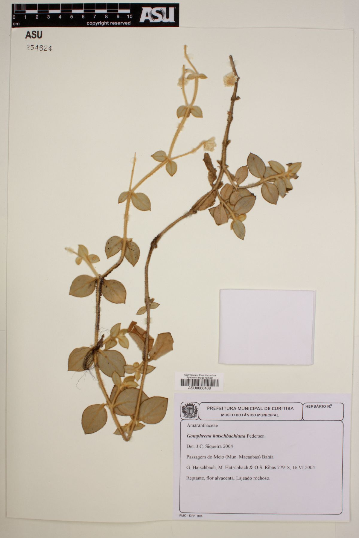 Gomphrena hatschbachiana image
