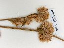 Gomphrena perennis image