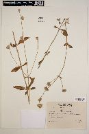 Gomphrena perennis image