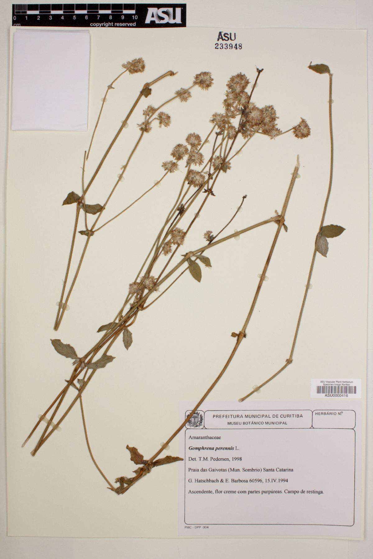 Gomphrena perennis image