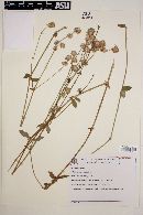 Gomphrena perennis image