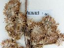 Gomphrena perennis image