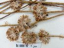 Gomphrena perennis image