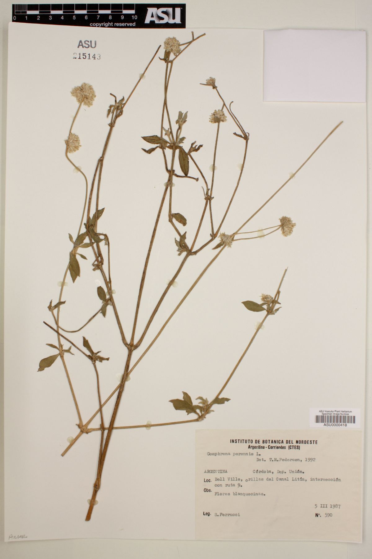Gomphrena perennis image