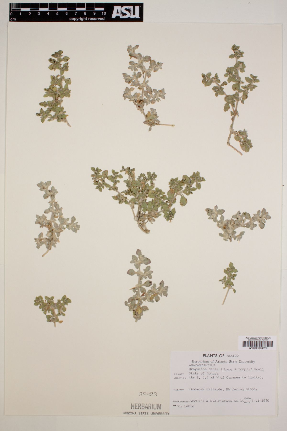 Guilleminea densa var. densa image
