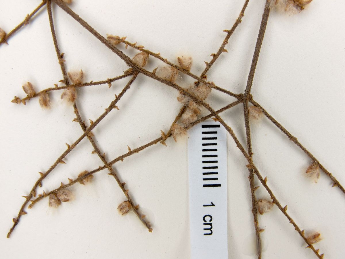 Hebanthe occidentalis image