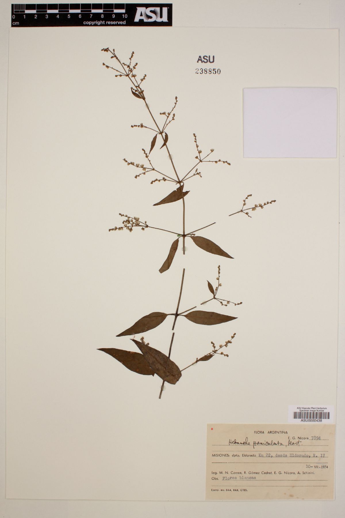 Hebanthe paniculata image